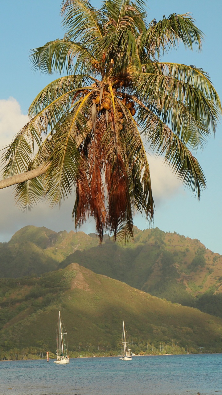 Coconut Tree Near Body of Water During Daytime. Wallpaper in 720x1280 Resolution