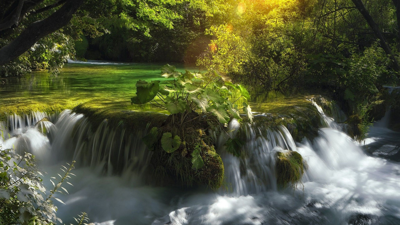 L'eau Tombe au Milieu de la Forêt. Wallpaper in 1280x720 Resolution