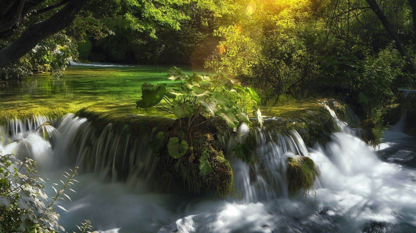 L'eau Tombe au Milieu de la Forêt. Wallpaper in 1366x768 Resolution