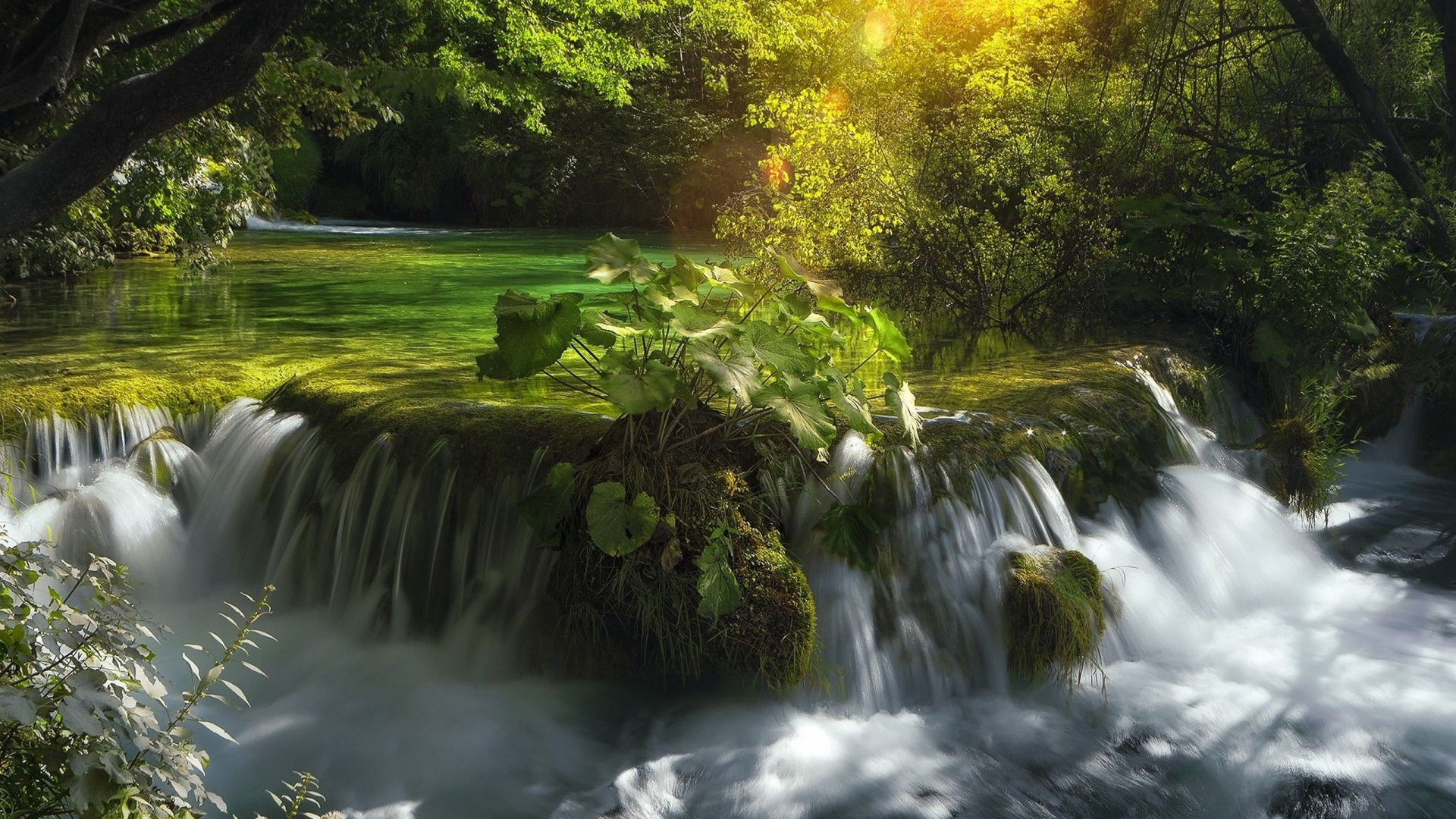 L'eau Tombe au Milieu de la Forêt. Wallpaper in 1920x1080 Resolution