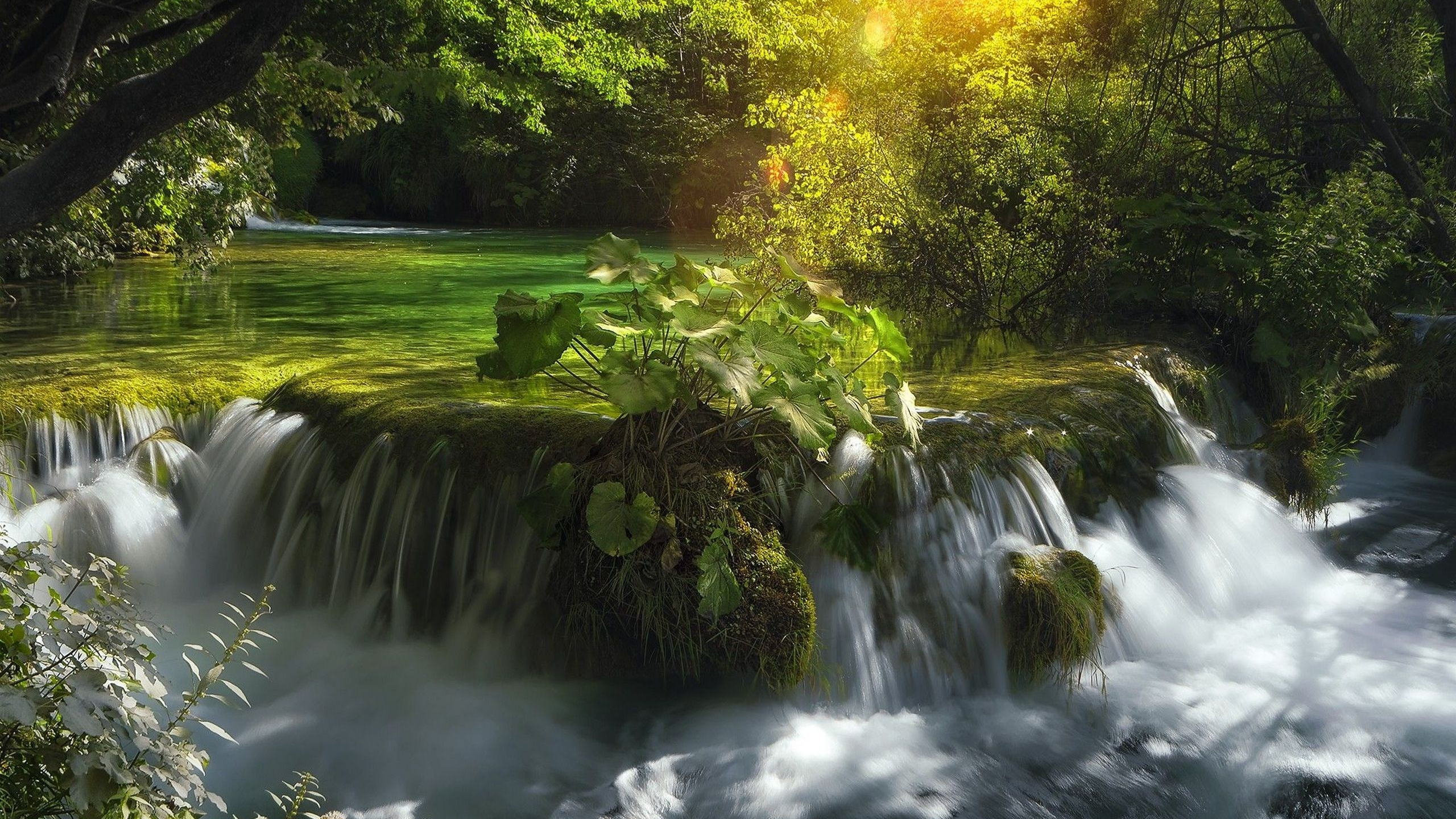 L'eau Tombe au Milieu de la Forêt. Wallpaper in 2560x1440 Resolution
