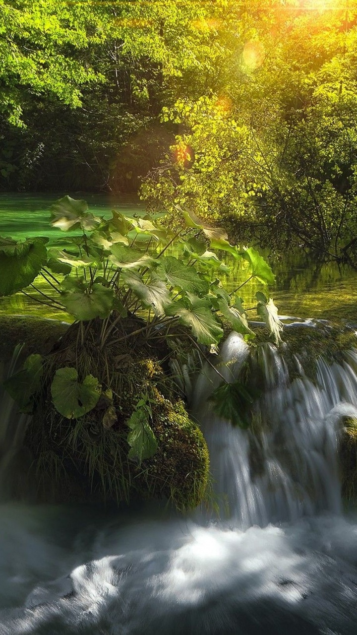 L'eau Tombe au Milieu de la Forêt. Wallpaper in 720x1280 Resolution