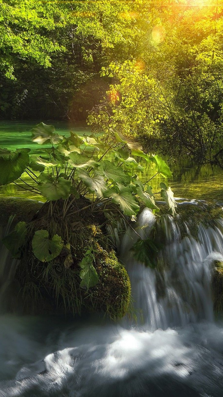 L'eau Tombe au Milieu de la Forêt. Wallpaper in 750x1334 Resolution