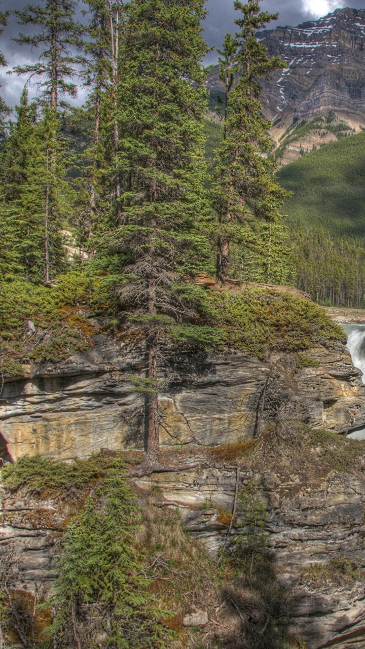 Green Pine Trees Near River During Daytime. Wallpaper in 720x1280 Resolution