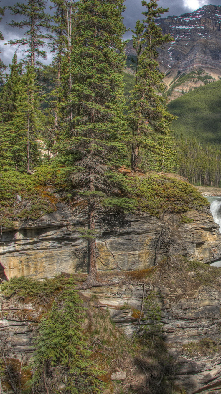 Green Pine Trees Near River During Daytime. Wallpaper in 750x1334 Resolution