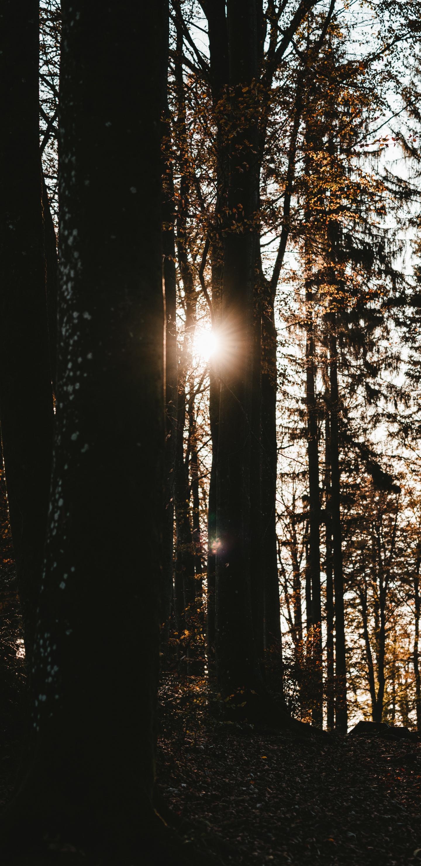Nature, Forêt, Environnement Naturel, Paysage Naturel, Lumière. Wallpaper in 1440x2960 Resolution