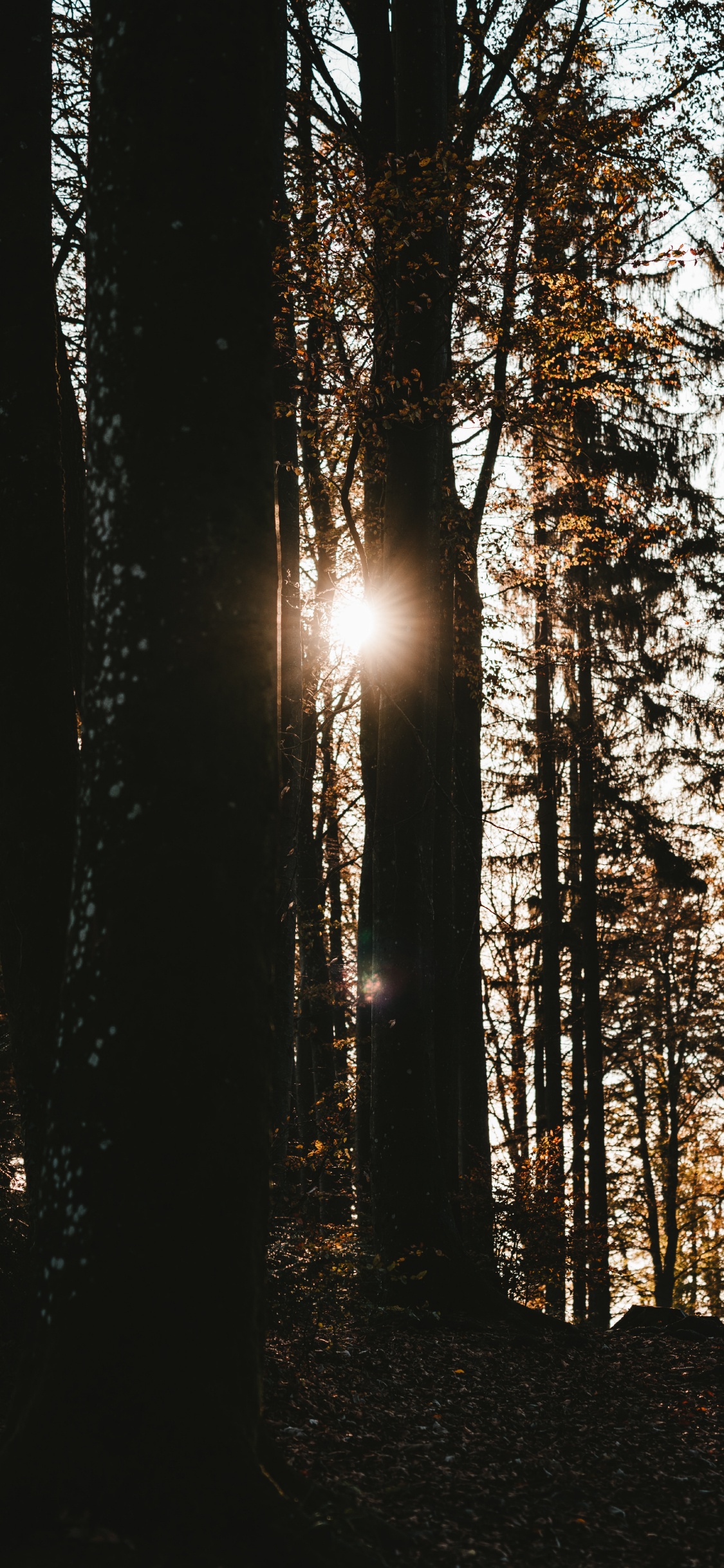 Baum, Natur, Wald, Natürlichen Umgebung, Sonnenlicht. Wallpaper in 1125x2436 Resolution