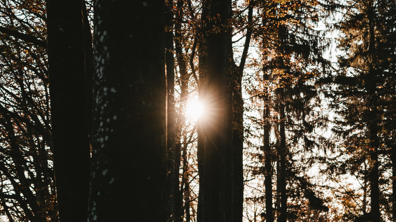 Baum, Natur, Wald, Natürlichen Umgebung, Sonnenlicht. Wallpaper in 1366x768 Resolution