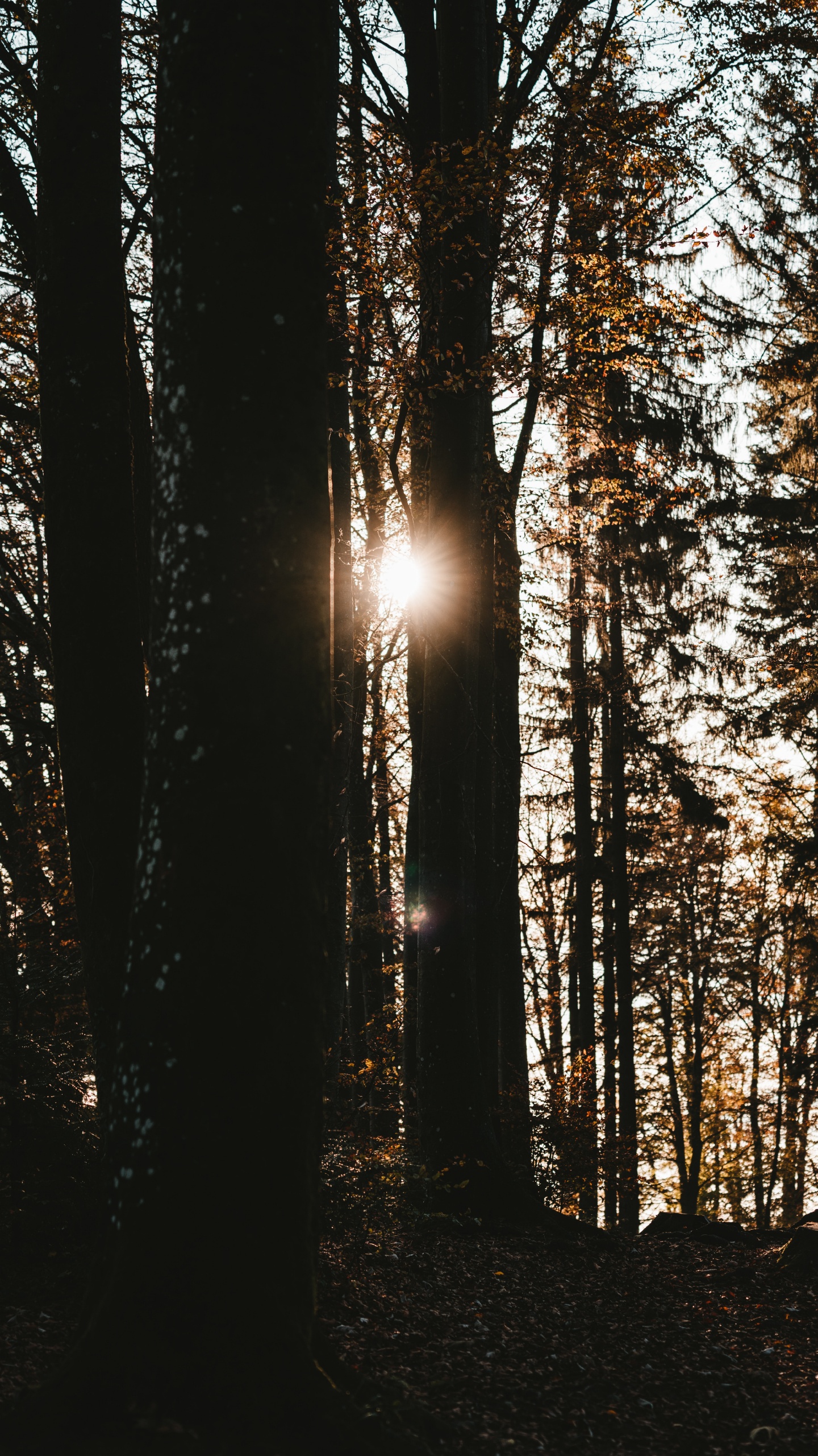 Baum, Natur, Wald, Natürlichen Umgebung, Sonnenlicht. Wallpaper in 1440x2560 Resolution