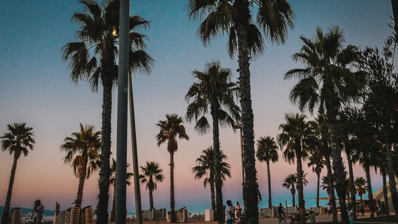 People Walking on The Street Surrounded by Palm Trees During Daytime. Wallpaper in 1280x720 Resolution