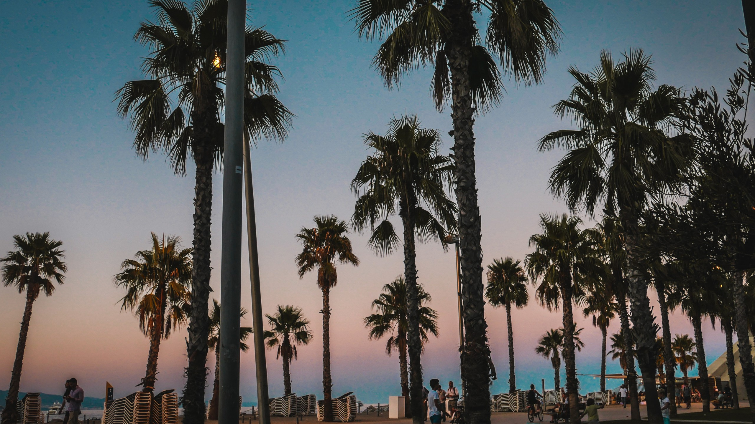 People Walking on The Street Surrounded by Palm Trees During Daytime. Wallpaper in 2560x1440 Resolution