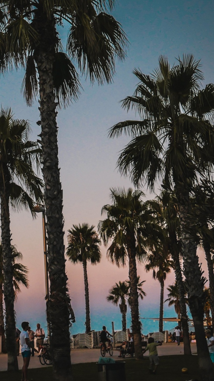 People Walking on The Street Surrounded by Palm Trees During Daytime. Wallpaper in 720x1280 Resolution