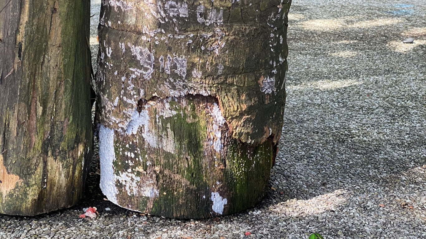 Tree, Wood, Colorfulness, Trunk, Shadow. Wallpaper in 1366x768 Resolution