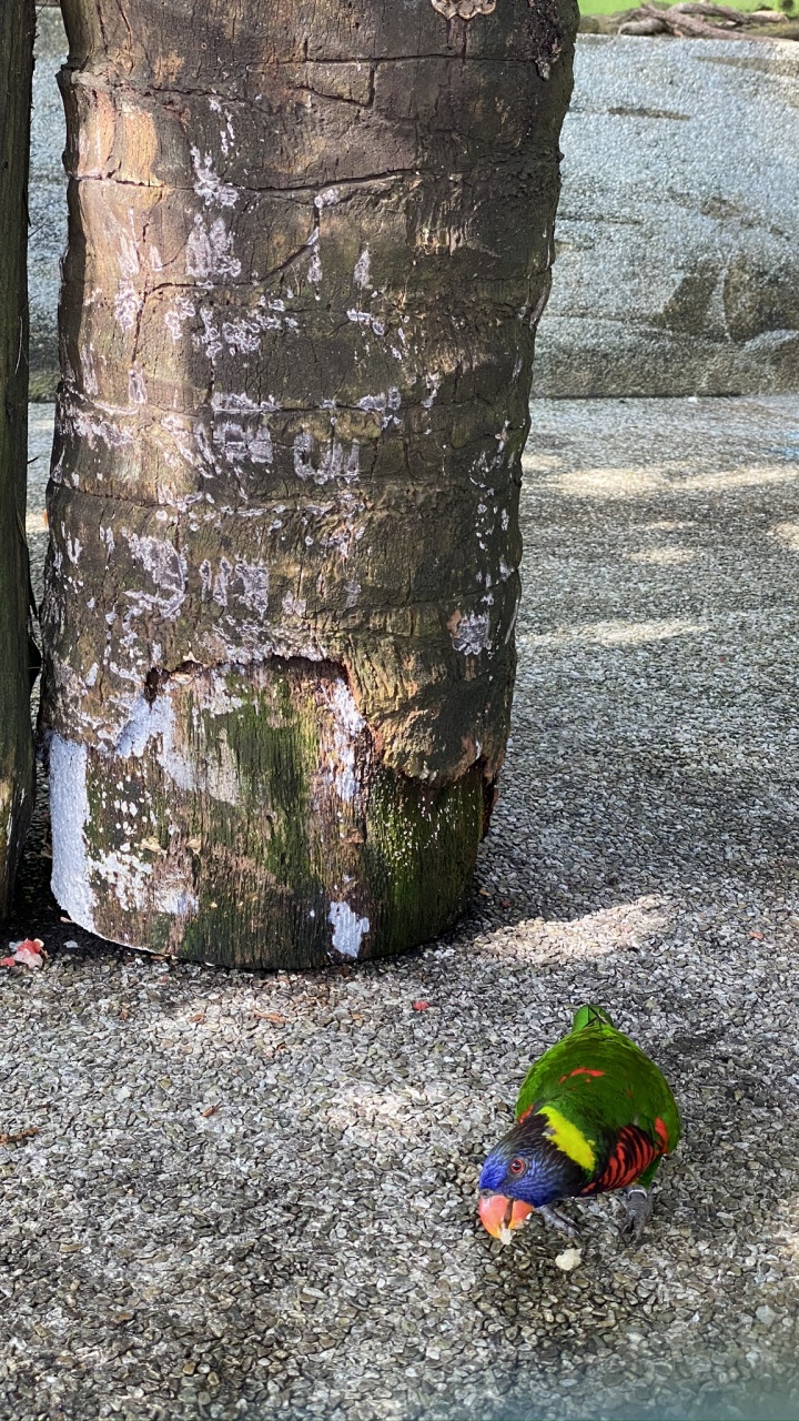 Tree, Wood, Colorfulness, Trunk, Shadow. Wallpaper in 720x1280 Resolution