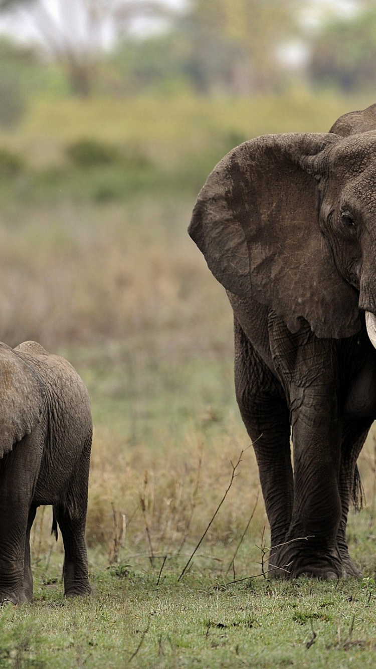 Deux Éléphants Bruns Sur le Terrain D'herbe Verte Pendant la Journée. Wallpaper in 750x1334 Resolution