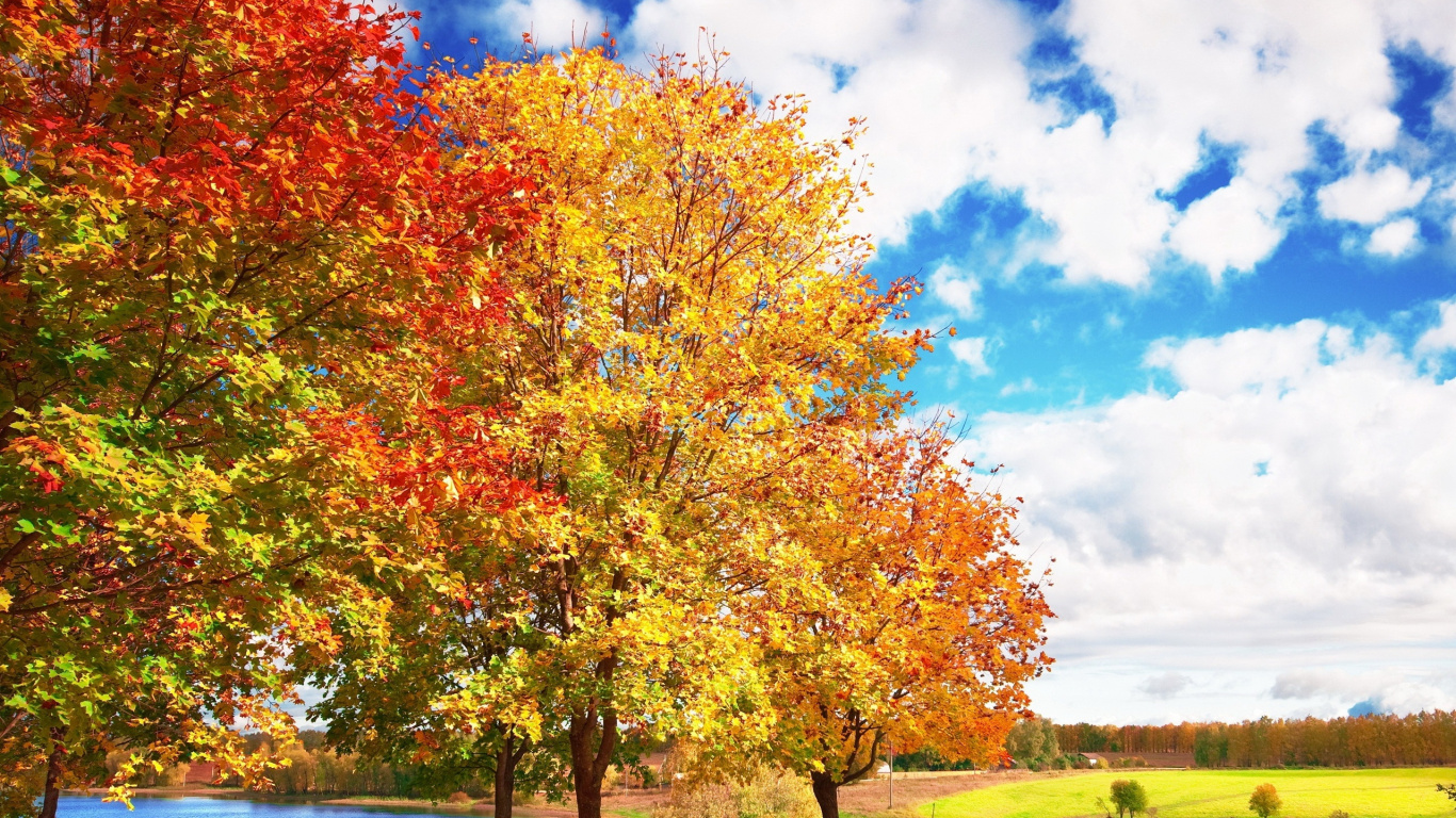 Arbres Verts et Jaunes Sous Des Nuages Blancs et un Ciel Bleu Pendant la Journée. Wallpaper in 1366x768 Resolution