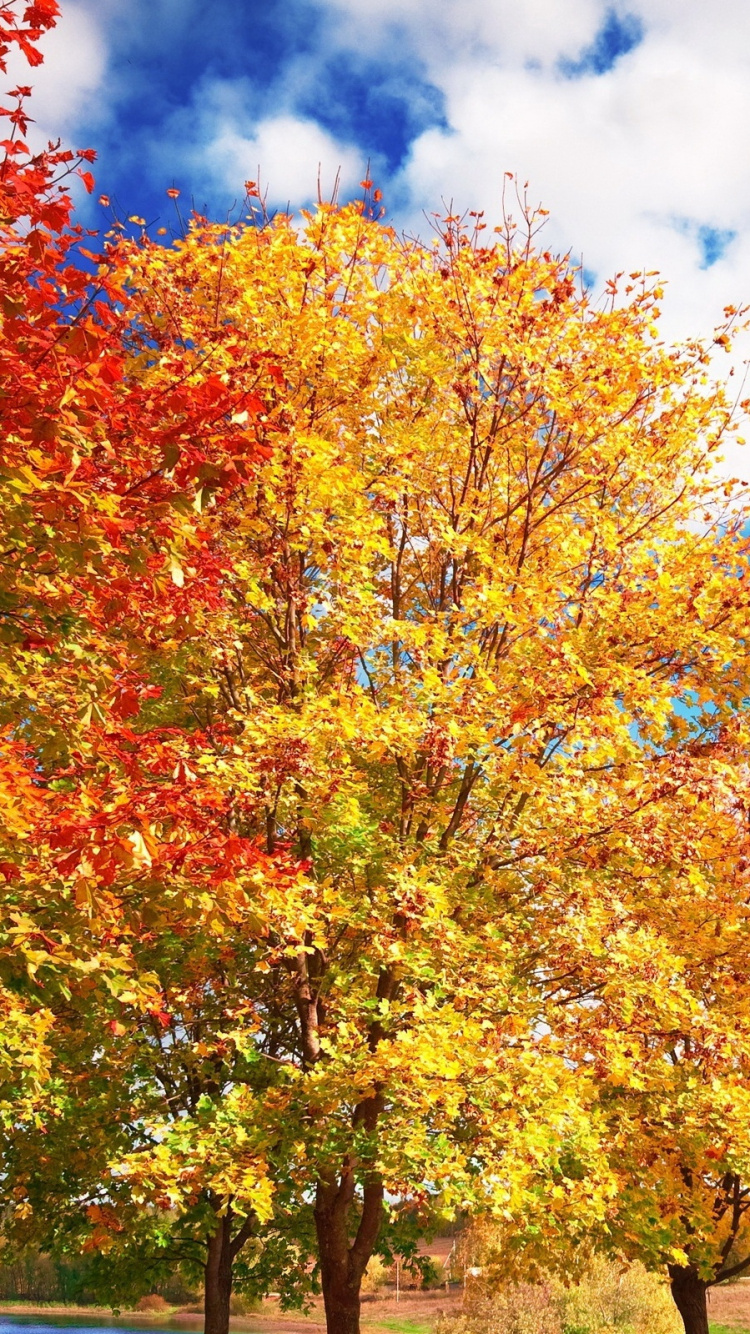 Arbres Verts et Jaunes Sous Des Nuages Blancs et un Ciel Bleu Pendant la Journée. Wallpaper in 750x1334 Resolution
