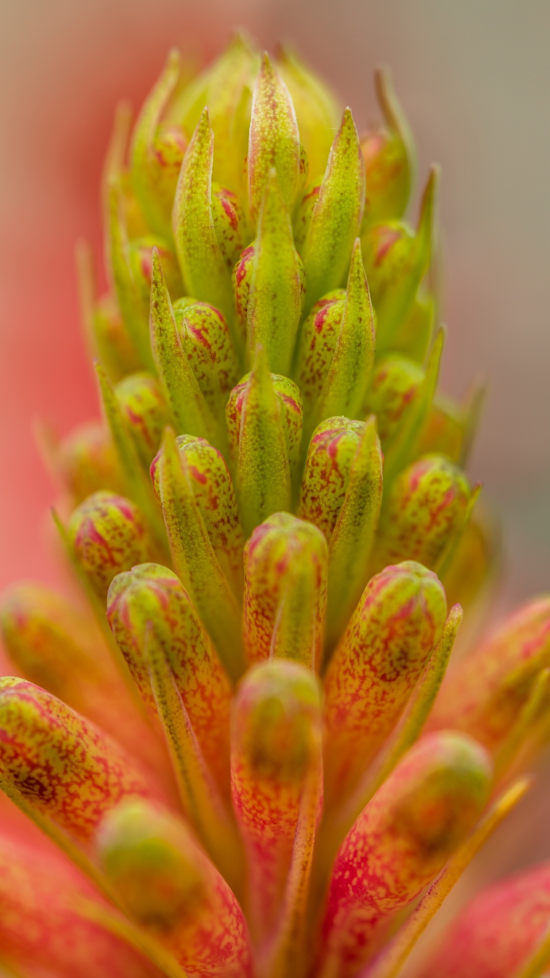 Plante Verte et Rose en Objectif Macro. Wallpaper in 1080x1920 Resolution