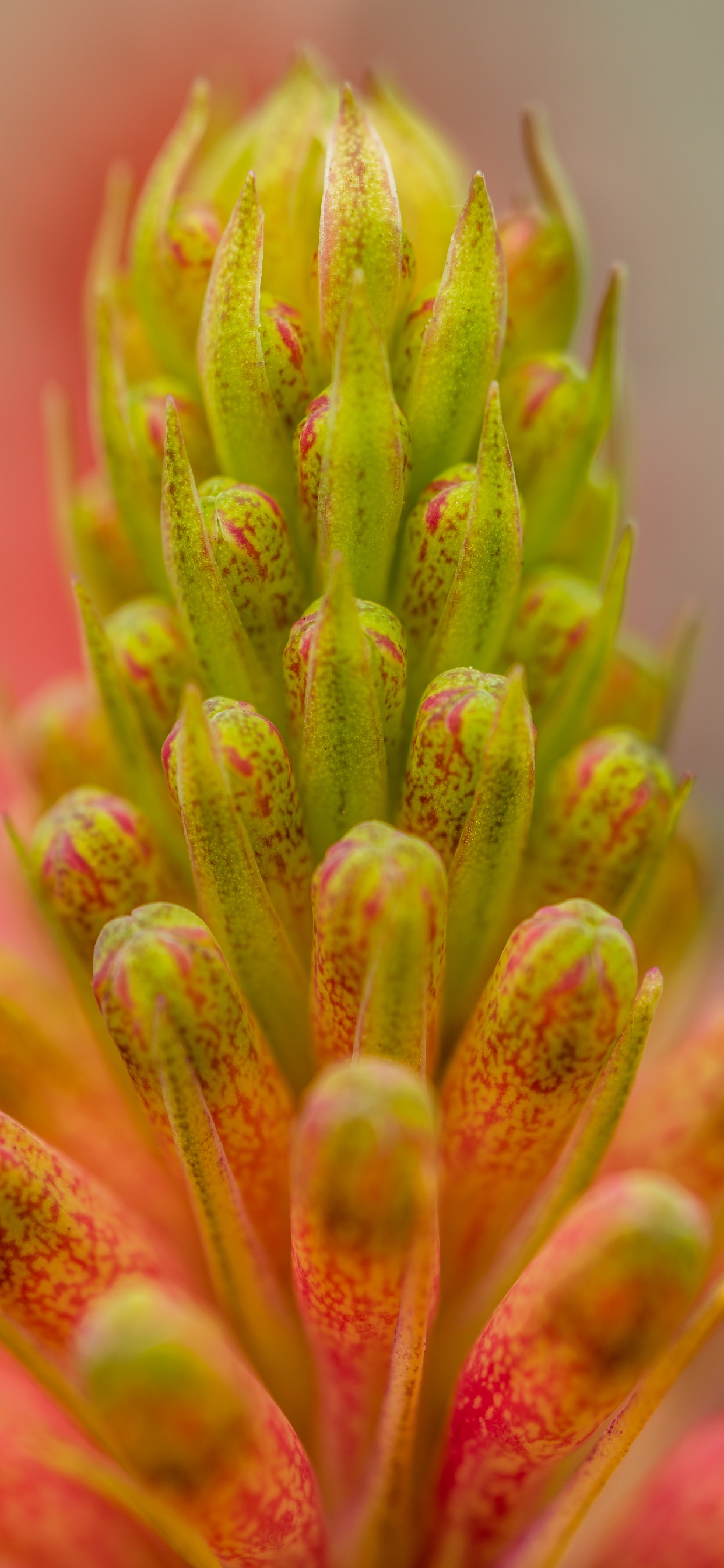 Plante Verte et Rose en Objectif Macro. Wallpaper in 1242x2688 Resolution