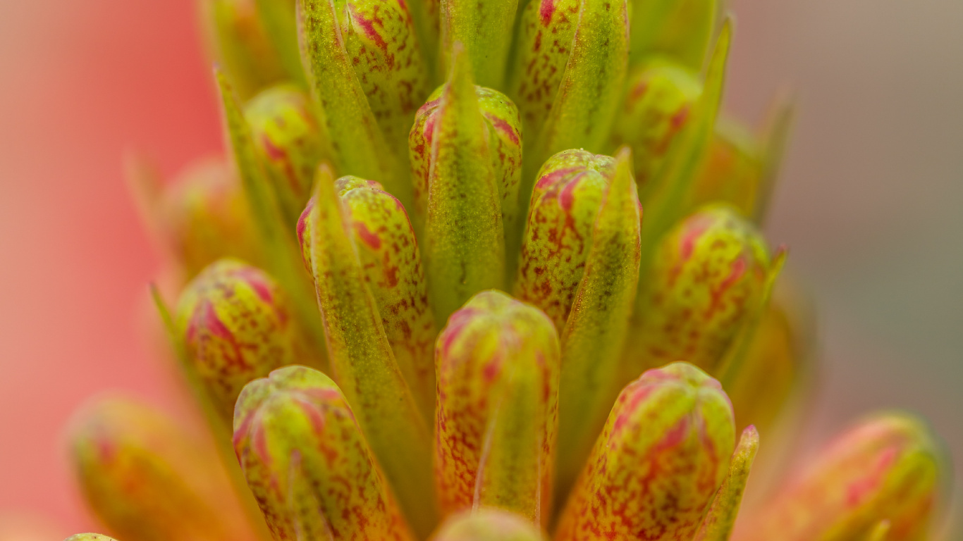 Plante Verte et Rose en Objectif Macro. Wallpaper in 1366x768 Resolution