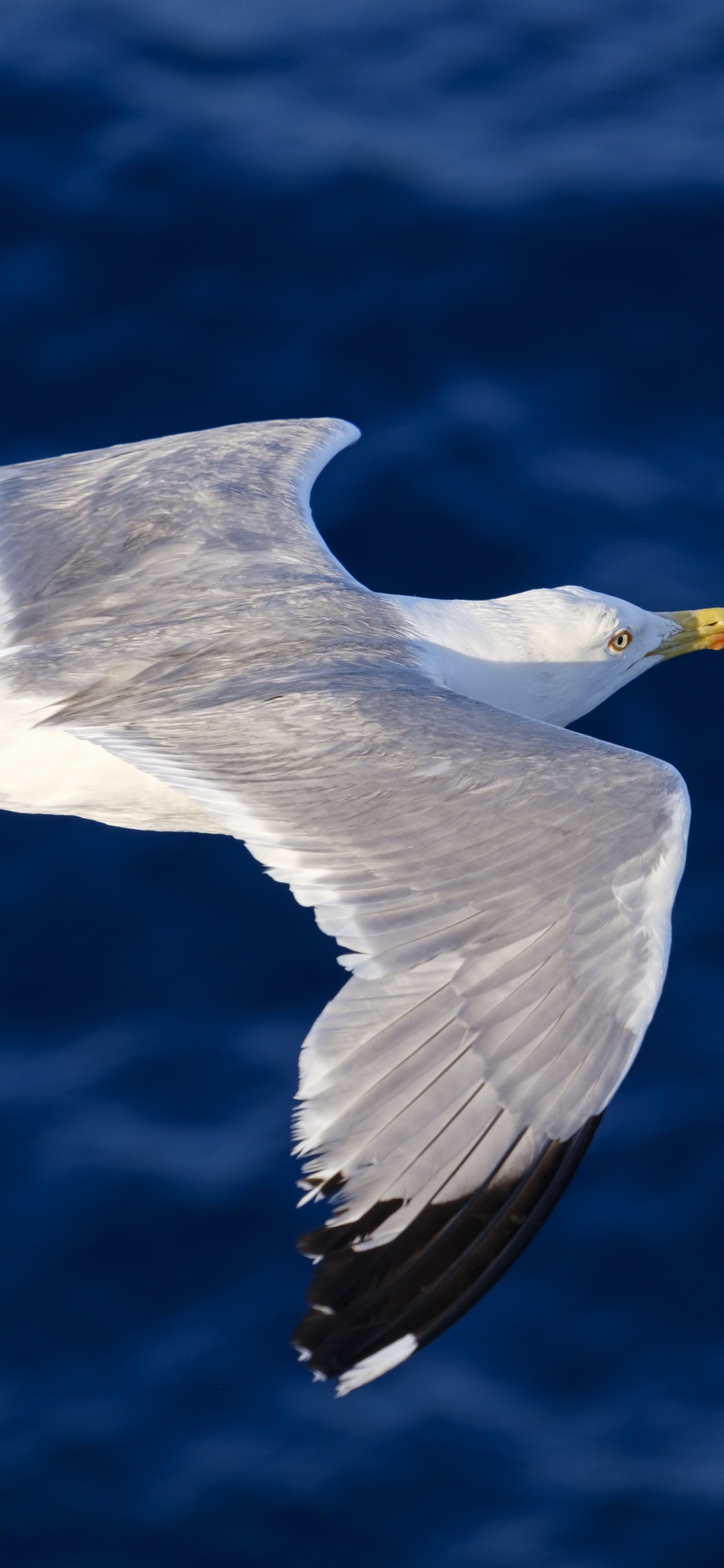 White and Gray Bird Flying. Wallpaper in 1125x2436 Resolution