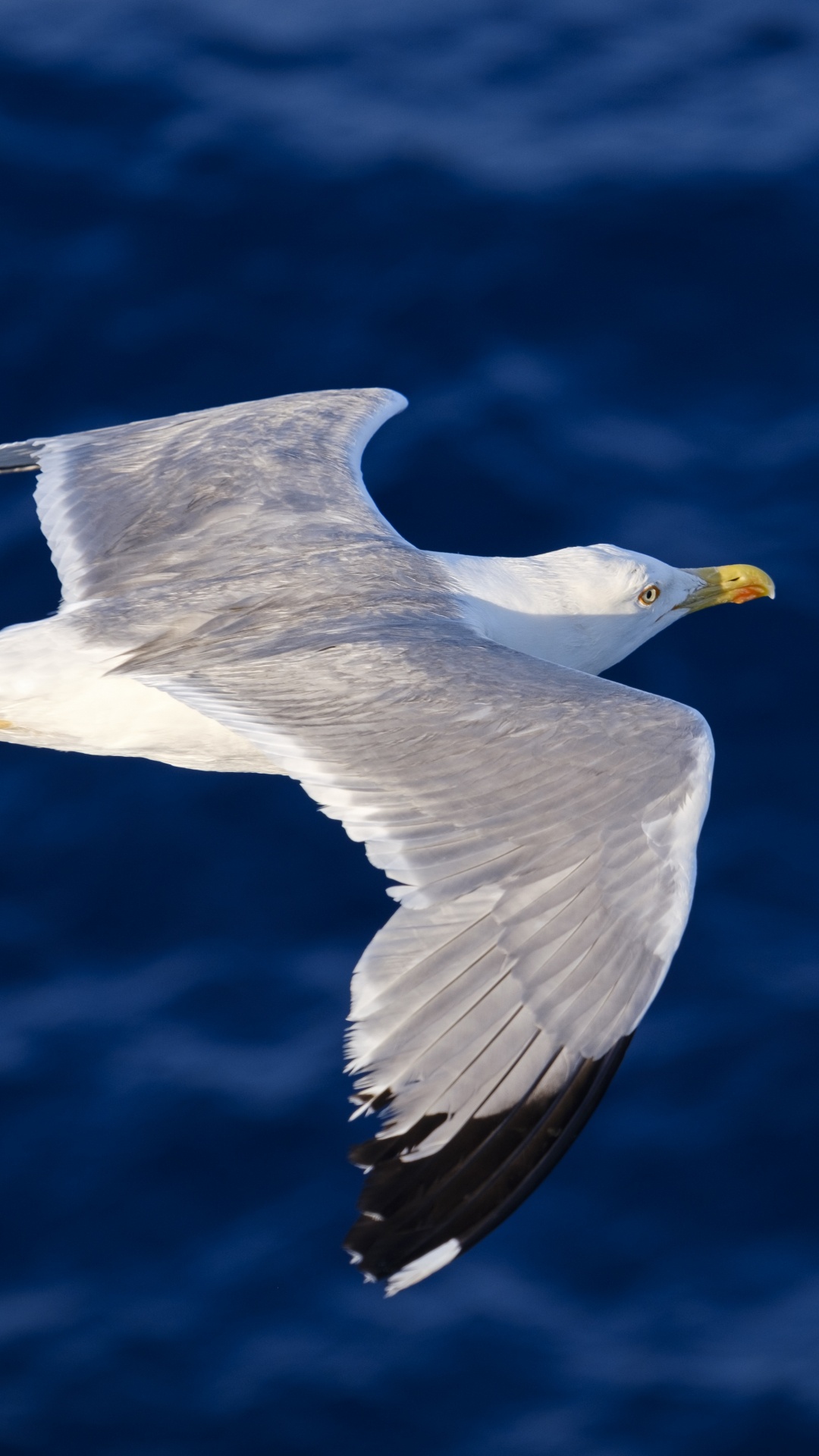 Oiseau Blanc et Gris Qui Vole. Wallpaper in 1080x1920 Resolution