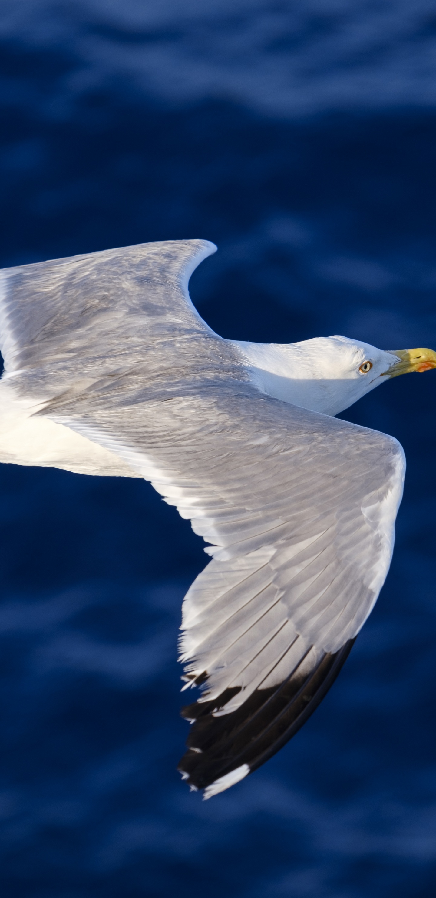 Oiseau Blanc et Gris Qui Vole. Wallpaper in 1440x2960 Resolution