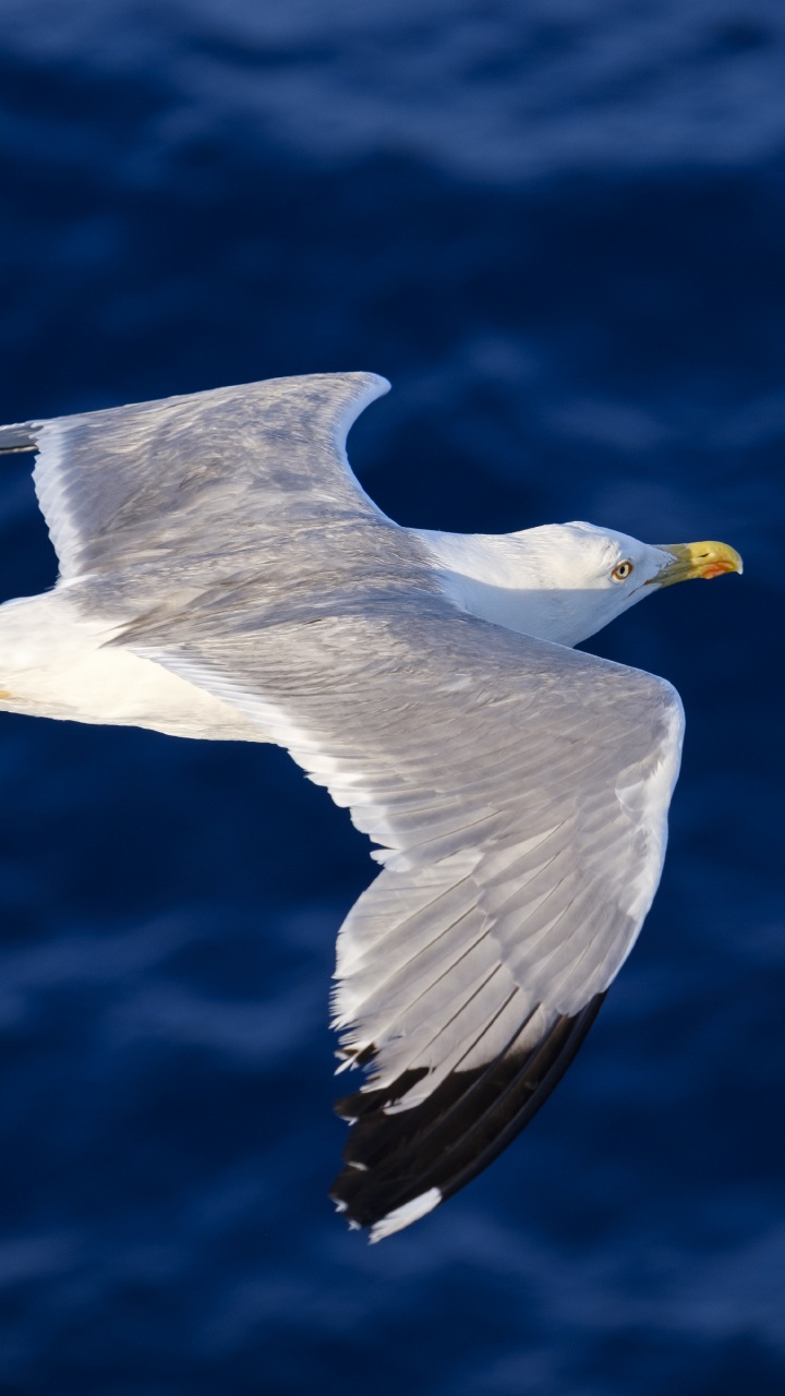 Oiseau Blanc et Gris Qui Vole. Wallpaper in 720x1280 Resolution