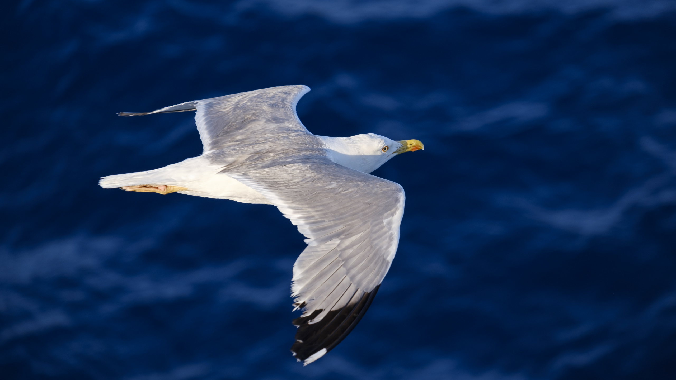 Weißer Und Grauer Vogel Fliegen. Wallpaper in 2560x1440 Resolution