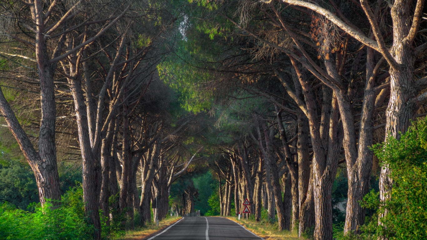 Gray Concrete Pathway Between Green Trees During Daytime. Wallpaper in 1366x768 Resolution
