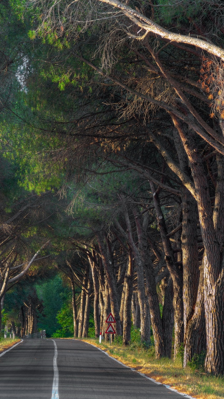 Gray Concrete Pathway Between Green Trees During Daytime. Wallpaper in 720x1280 Resolution