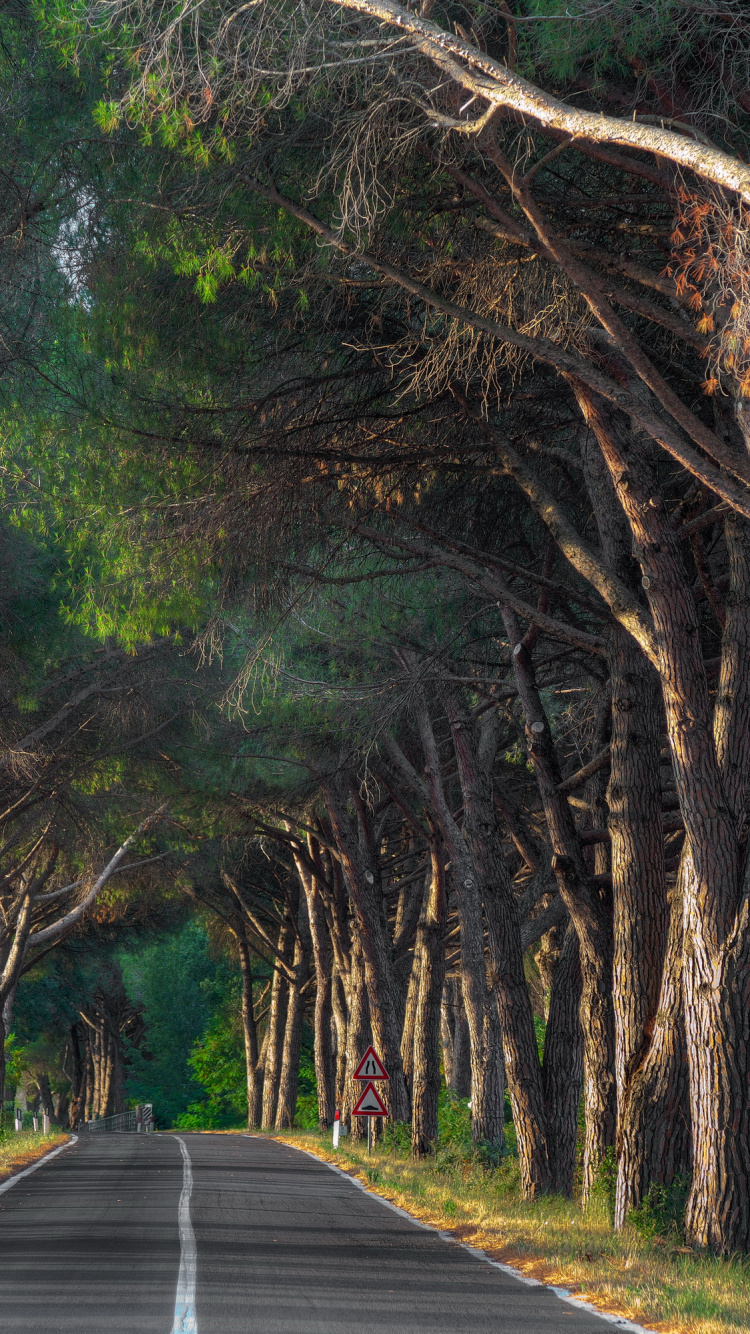 Chemin de Béton Gris Entre Les Arbres Verts Pendant la Journée. Wallpaper in 750x1334 Resolution