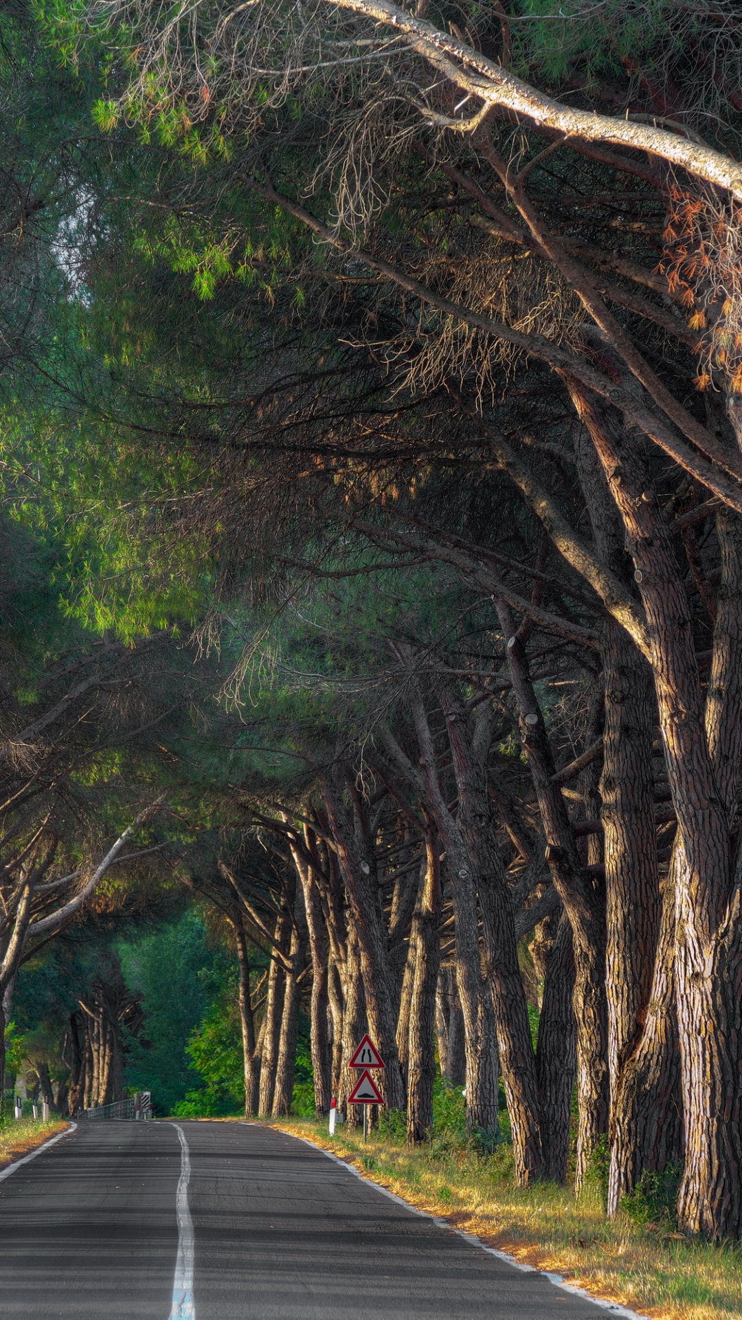 Grauer Betonweg Zwischen Grünen Bäumen Tagsüber. Wallpaper in 1080x1920 Resolution