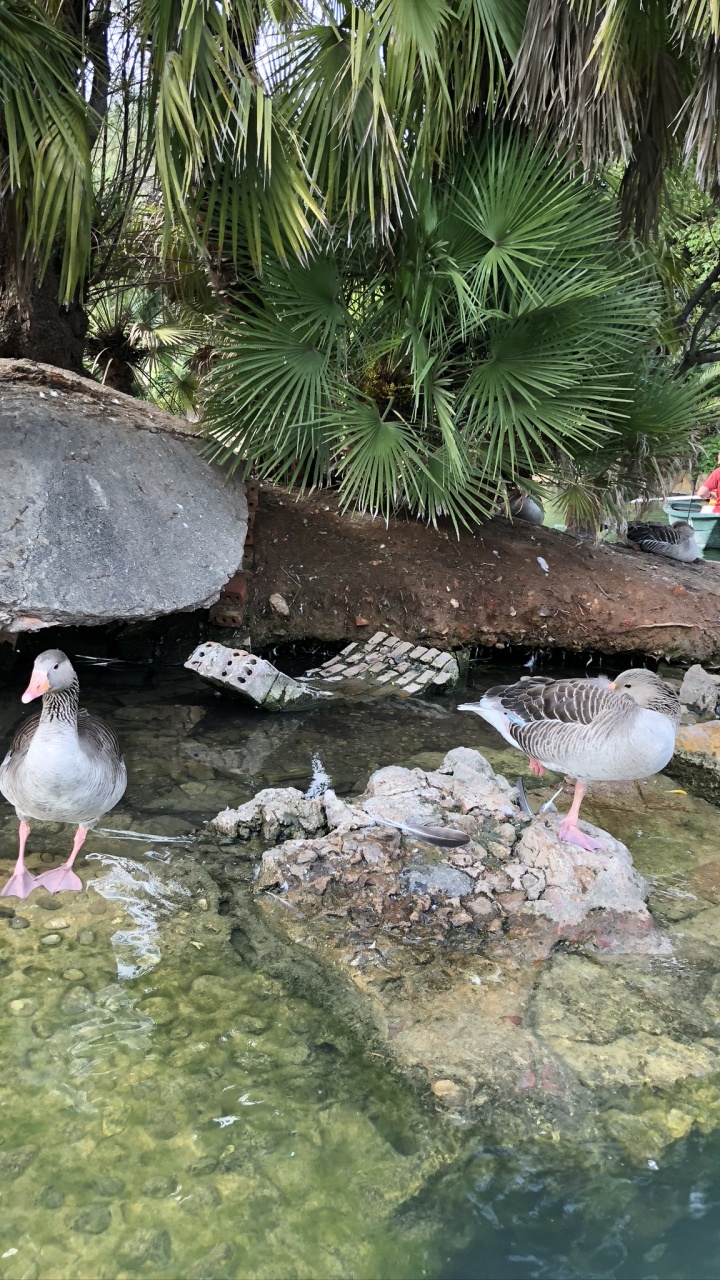 Wasser, Ducks, Garden, Birds, Teich. Wallpaper in 720x1280 Resolution