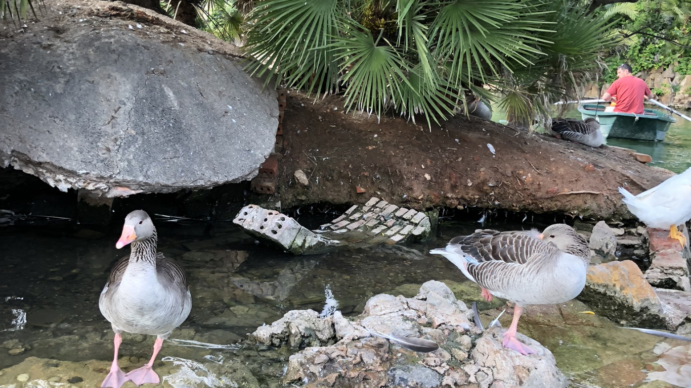 Water, Ducks, Garden, Birds, Pond. Wallpaper in 1366x768 Resolution