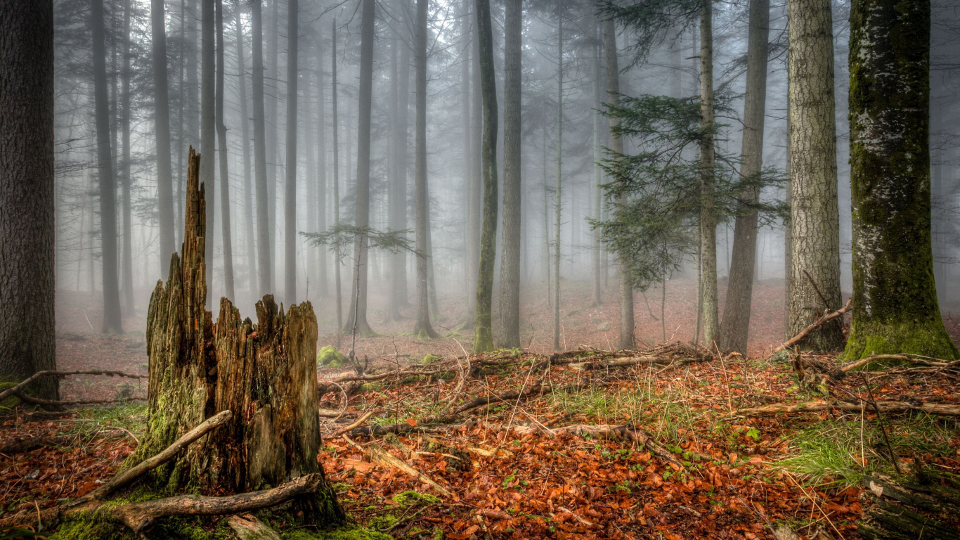 Brown Tree Trunk on Brown Dried Leaves. Wallpaper in 1366x768 Resolution