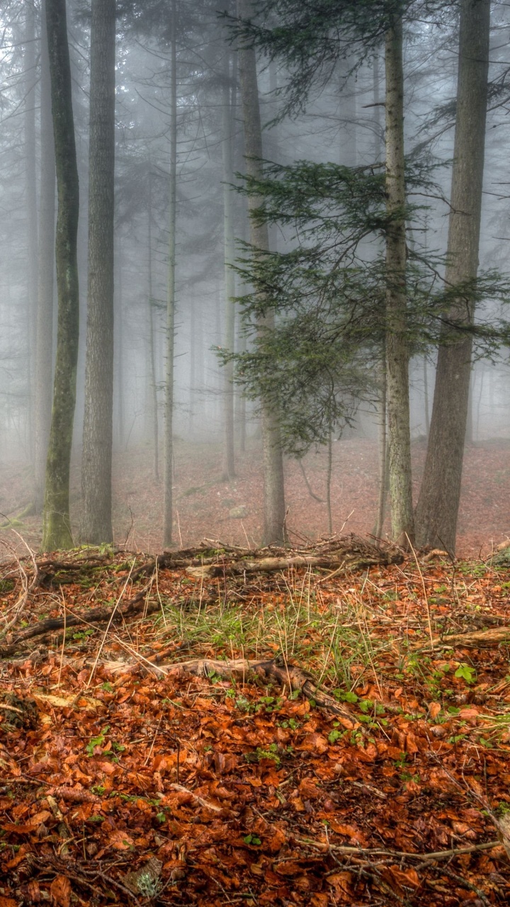 Brown Tree Trunk on Brown Dried Leaves. Wallpaper in 720x1280 Resolution