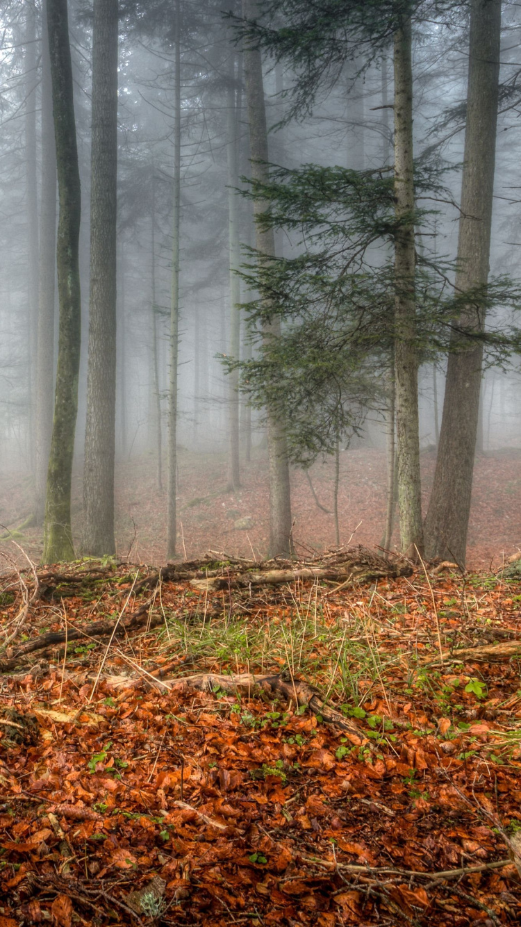 Brown Tree Trunk on Brown Dried Leaves. Wallpaper in 750x1334 Resolution