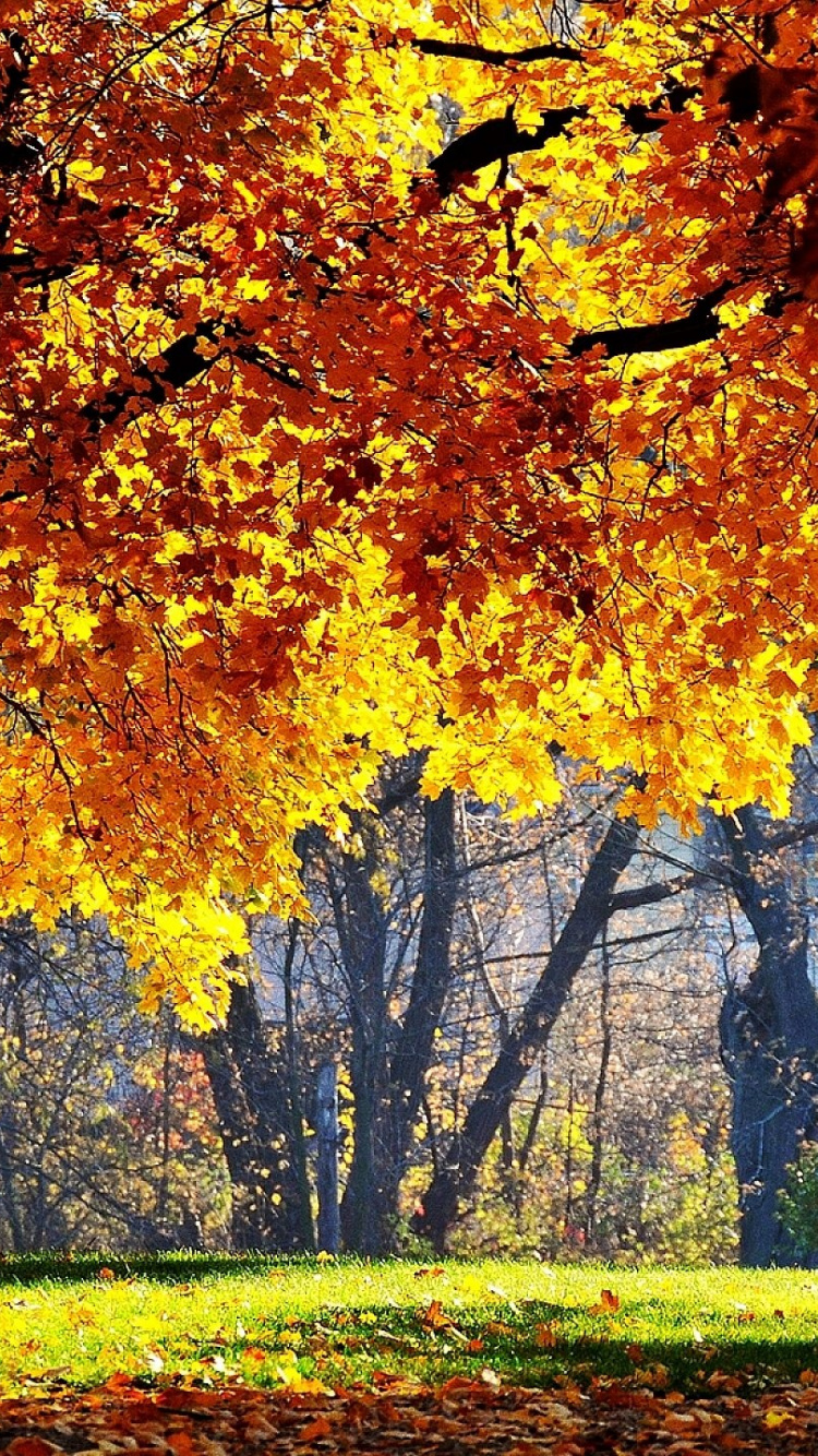 Érable Jaune et Brun Sur Terrain D'herbe Verte Pendant la Journée. Wallpaper in 750x1334 Resolution