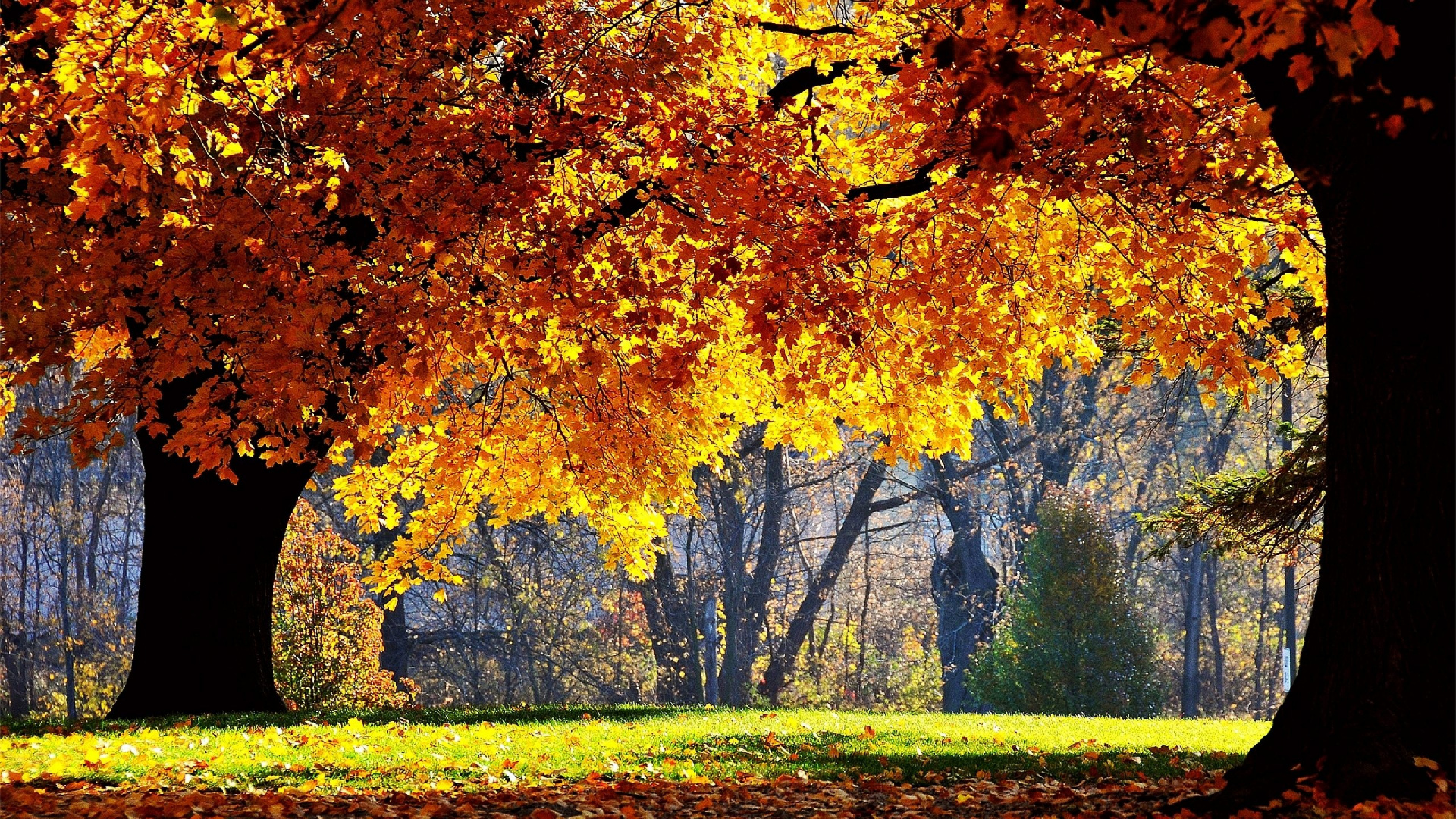 Árbol de Arce Amarillo y Marrón en el Campo de Hierba Verde Durante el Día. Wallpaper in 1920x1080 Resolution