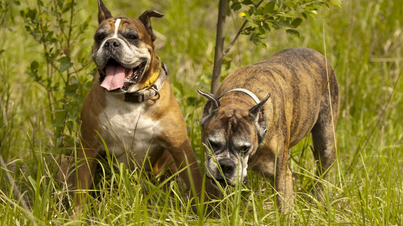 Brown and White Short Coated Dog on Green Grass Field During Daytime. Wallpaper in 1366x768 Resolution