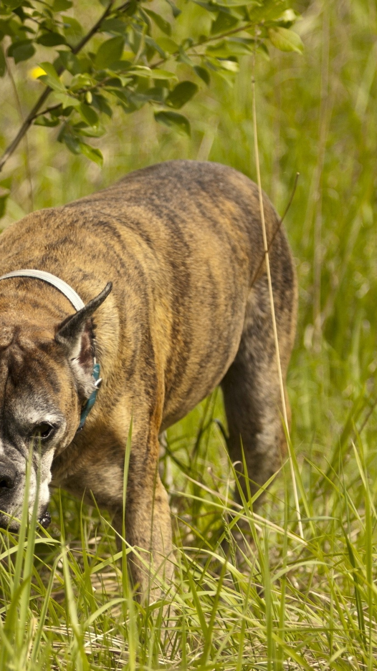 Braun-weißer, Kurzhaariger Hund Auf Grüner Wiese Tagsüber. Wallpaper in 750x1334 Resolution