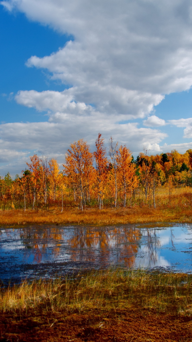 Braune Bäume Neben Dem Fluss Unter Blauem Himmel Tagsüber. Wallpaper in 750x1334 Resolution
