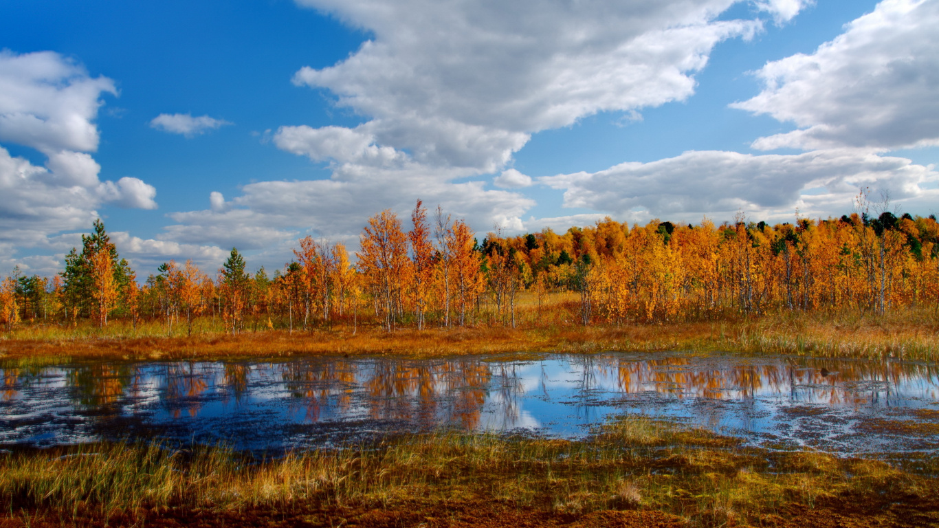 Arbres Bruns à Côté de la Rivière Sous Ciel Bleu Pendant la Journée. Wallpaper in 1366x768 Resolution