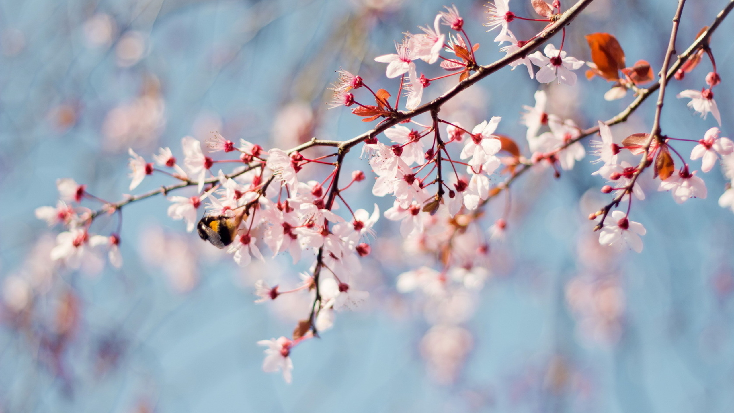 White and Pink Cherry Blossom in Close up Photography. Wallpaper in 2560x1440 Resolution