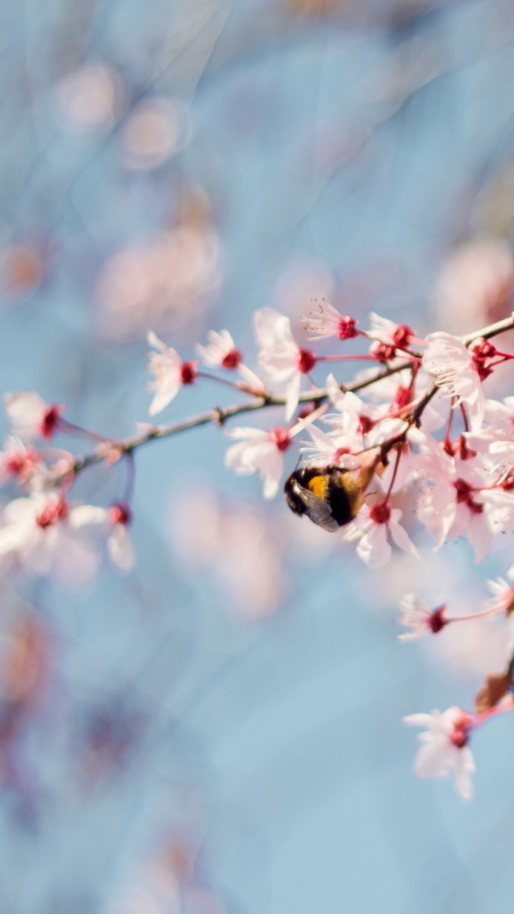 White and Pink Cherry Blossom in Close up Photography. Wallpaper in 720x1280 Resolution