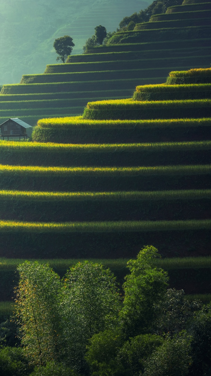 Arbres Verts Sur la Montagne Pendant la Journée. Wallpaper in 720x1280 Resolution