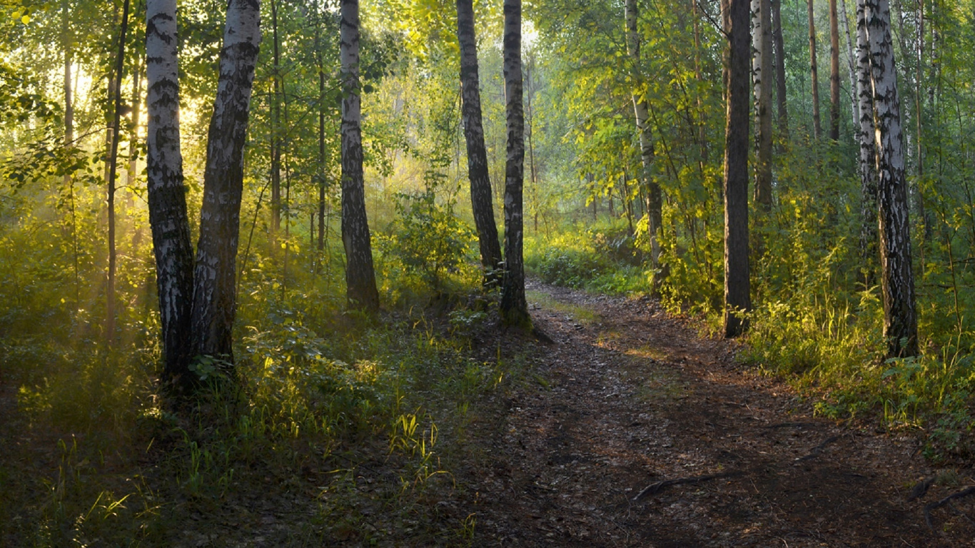 Pasto Verde y Arboles Marrones. Wallpaper in 1366x768 Resolution