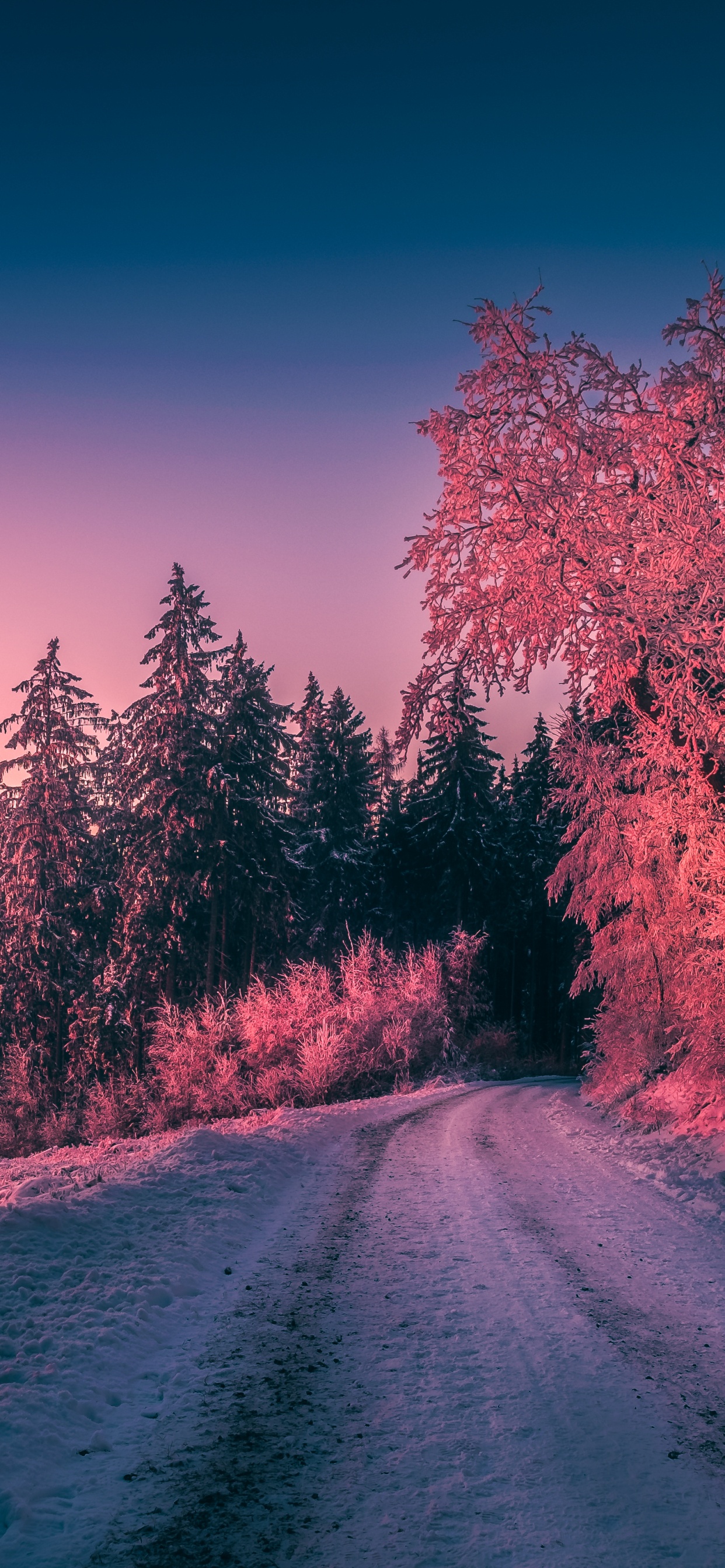 Sonnenuntergang, Atmosphäre, Cloud, Naturlandschaft, Baum. Wallpaper in 1242x2688 Resolution