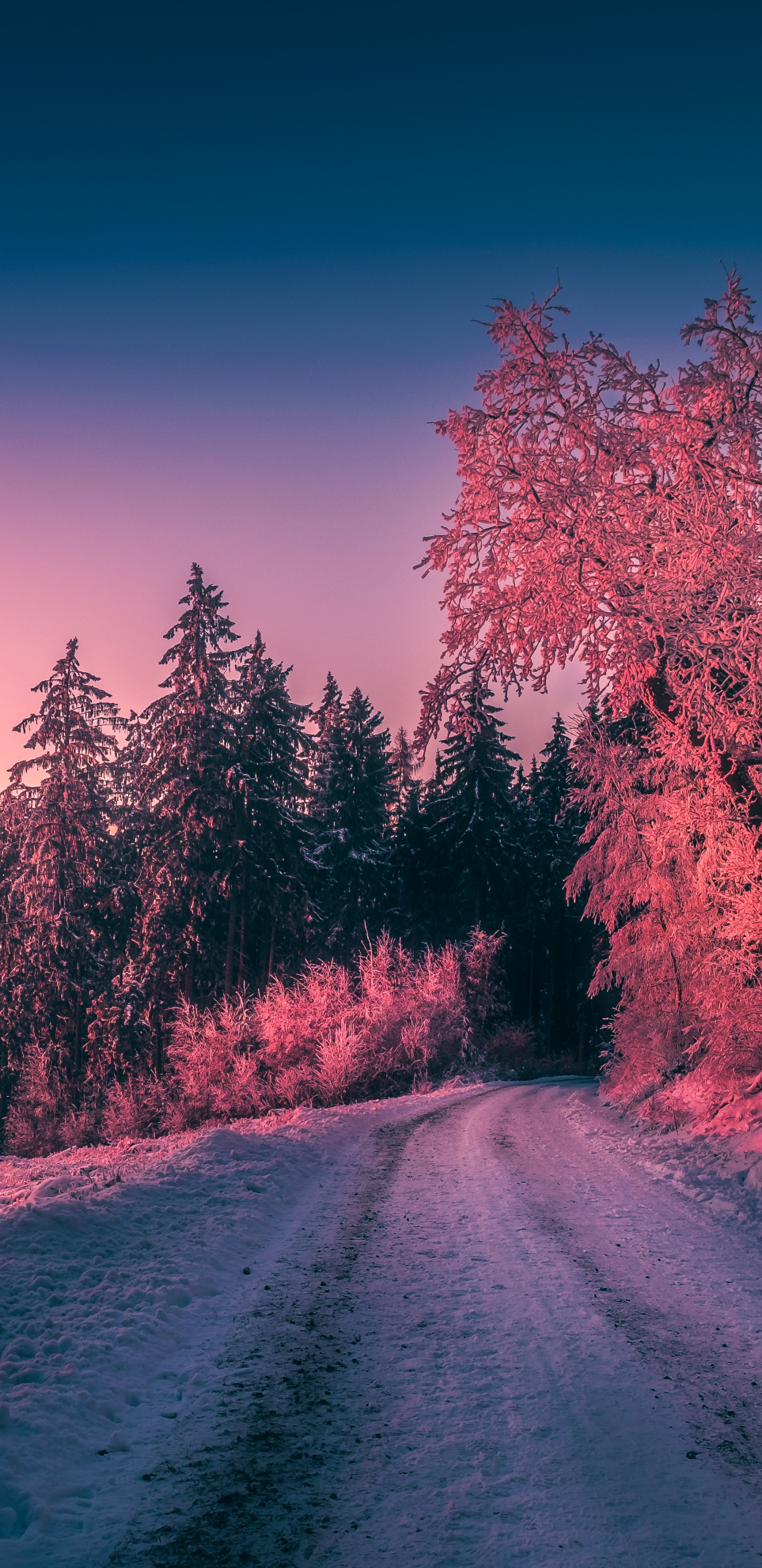 Sonnenuntergang, Atmosphäre, Cloud, Naturlandschaft, Baum. Wallpaper in 1440x2960 Resolution